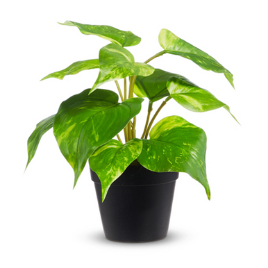 Raz Imports Potted Golden Pothos, 8.5" (4441883)